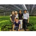 Biologische Matcha Gold #1 SPRING SALE