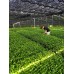 Biologische Matcha Gold #1 SPRING SALE